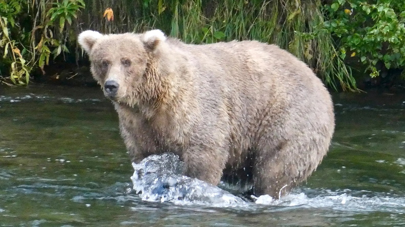 Brown Bear ‘128 Grazer‘, Katmai National Park, Alaska, USA